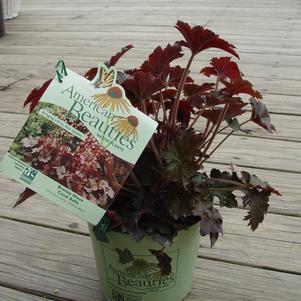 1G Heuchera villosa 'Bronze Wave' Bronze Wave Coral Bells 1003603