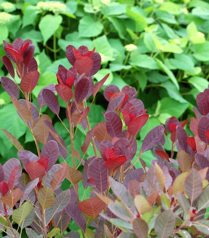 3G Cotinus Coggygria 'Royal Purple' - Smokebush - 1001052