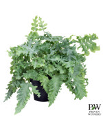 17 CM PW Fern Davana - G0684