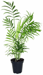 3.5" Palm Parlour - T2920
