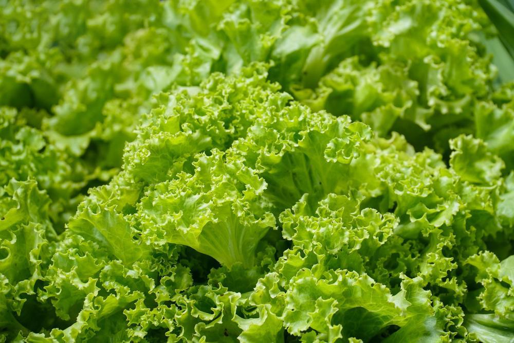 804 4 Pack Lettuce - Salad Bowl