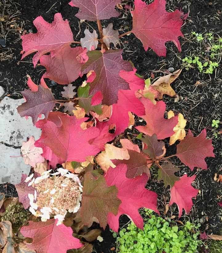 2G Hydrangea Quercifolia Toy Soldier ('Bocotoso') - Oakleaf  - 1020568