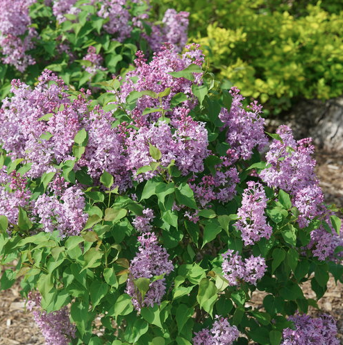 3G Syringa X Hyacinthiflora Scentara Pura - Lilac - 1011026