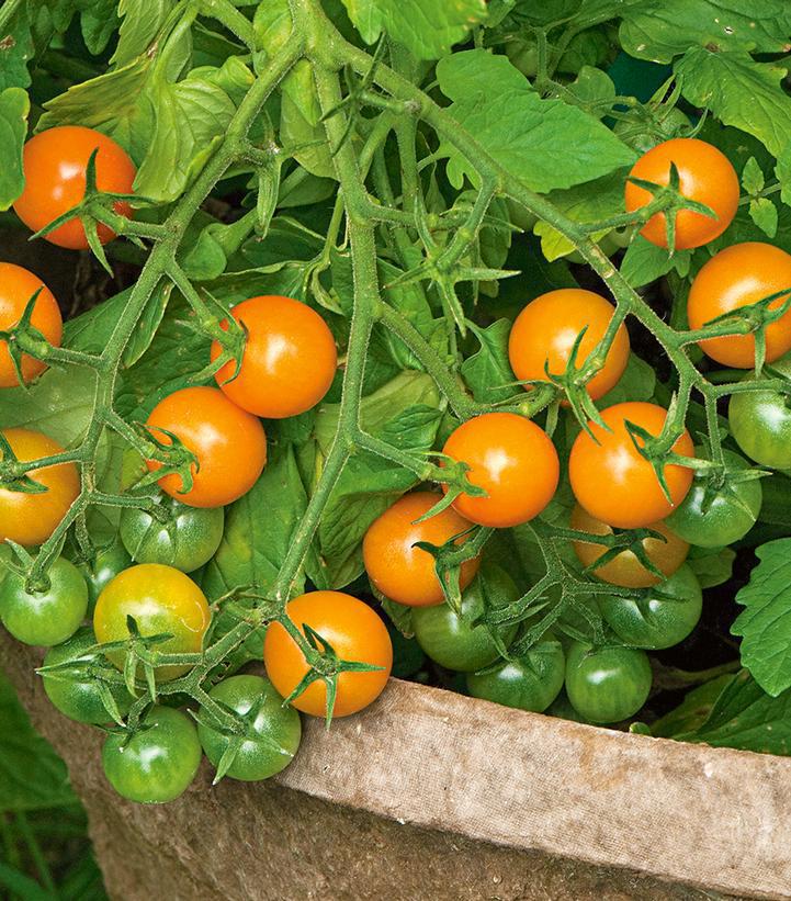 1G Tomato 'Sungold' - Cherry Tomato - 1004991
