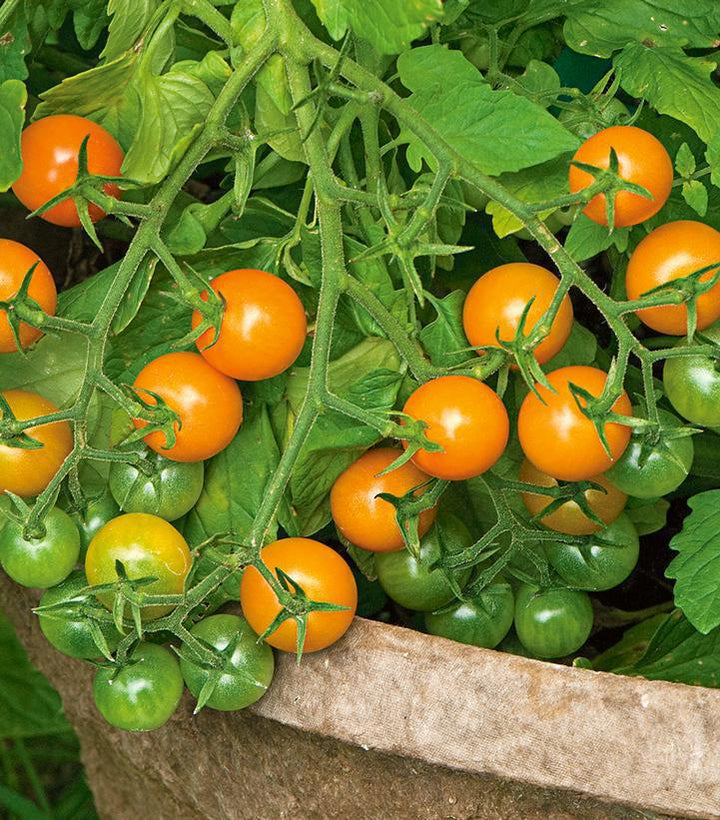 1G Tomato 'Sungold' - Cherry Tomato - 1004991