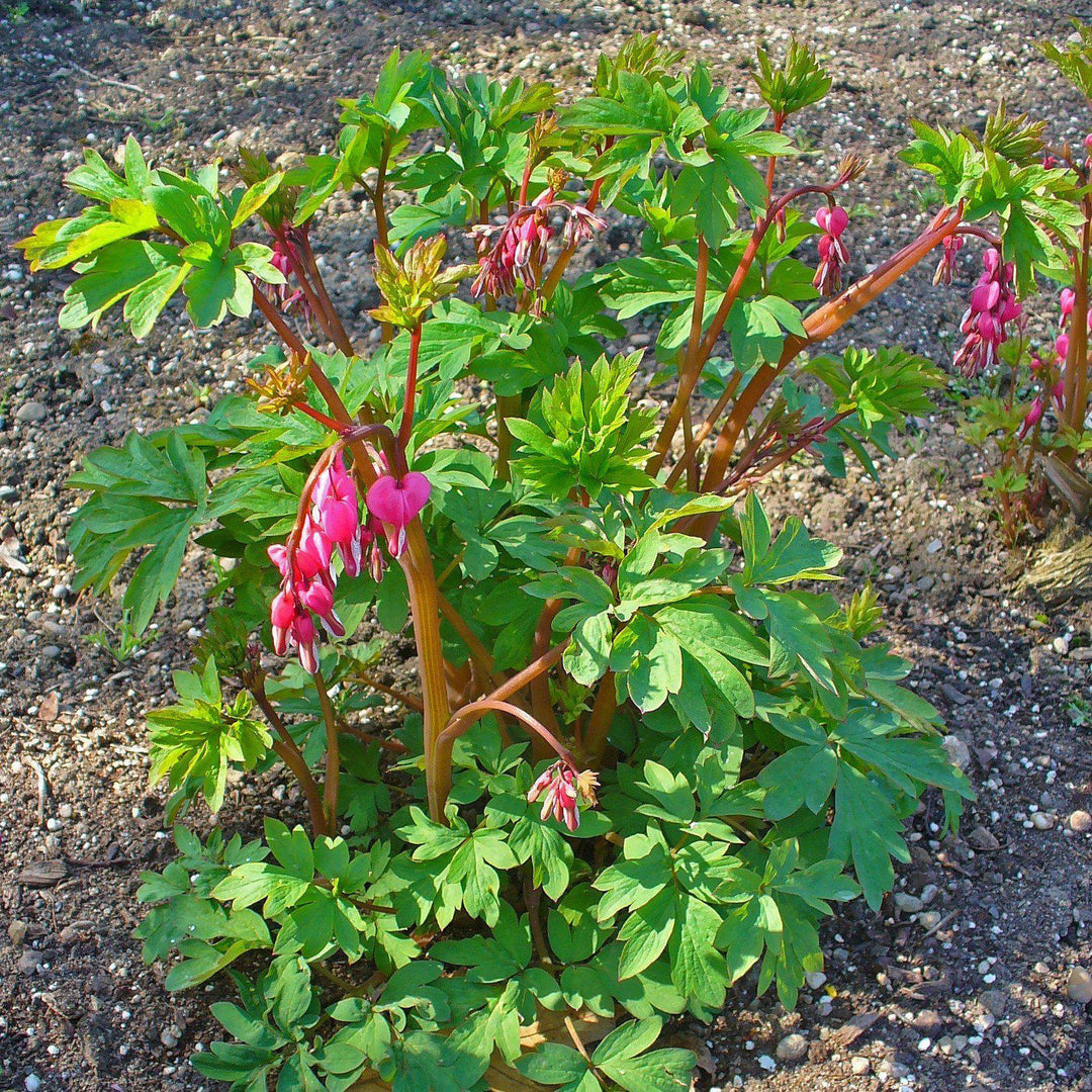Asian Bleeding Heart