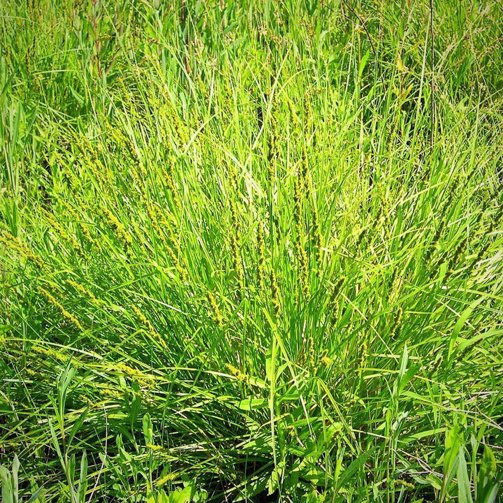 Carex vulpinoidea  - Fox Sedge