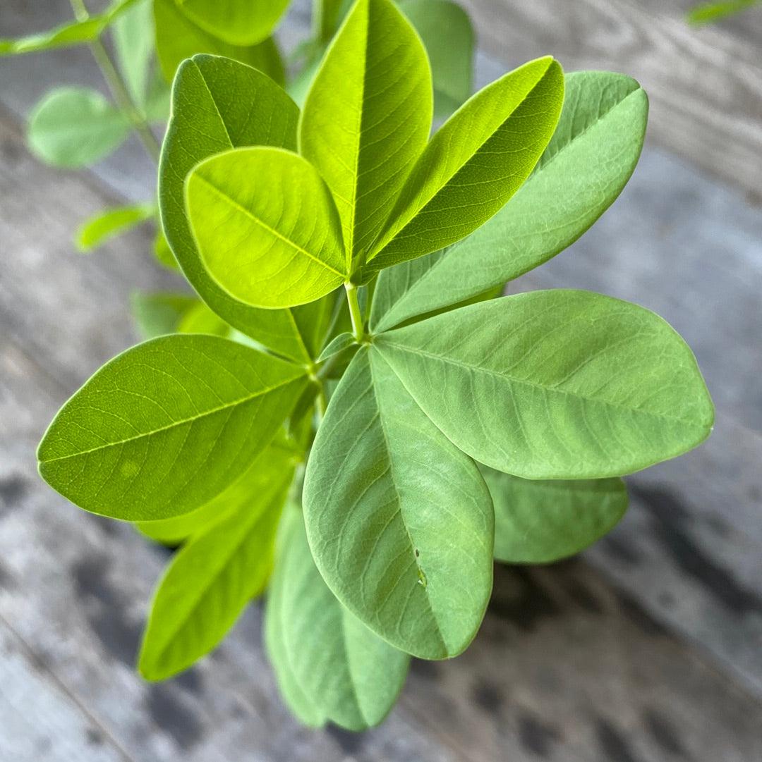 Blue False Indigo