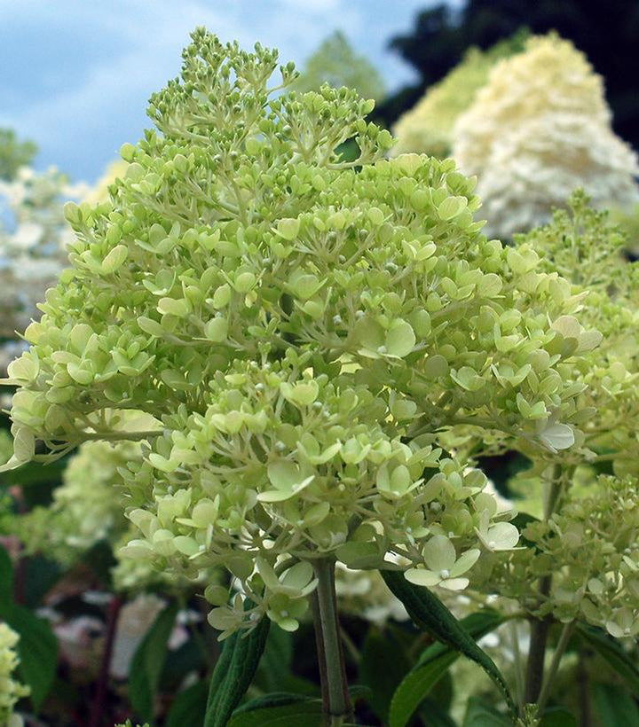 5G Hydrangea pan. 'Limelight' Limelight Hydrangea 1003707
