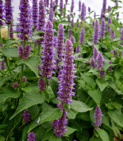 2G Agastache Rugosa (Purple Giant Hyssop) - 1030572