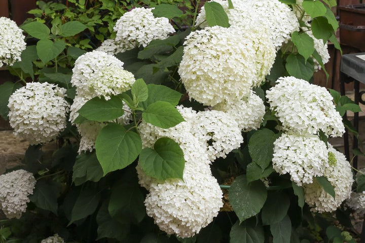 3G Hydrangea Arborescens 'Incrediball' - 1004267