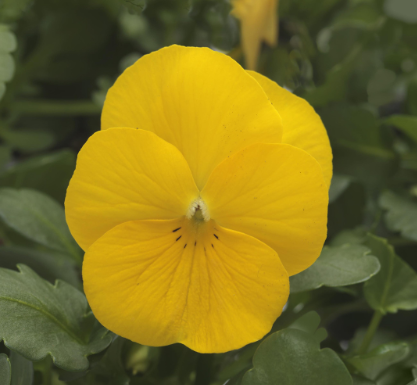 806 Viola - Sorbet Yellow