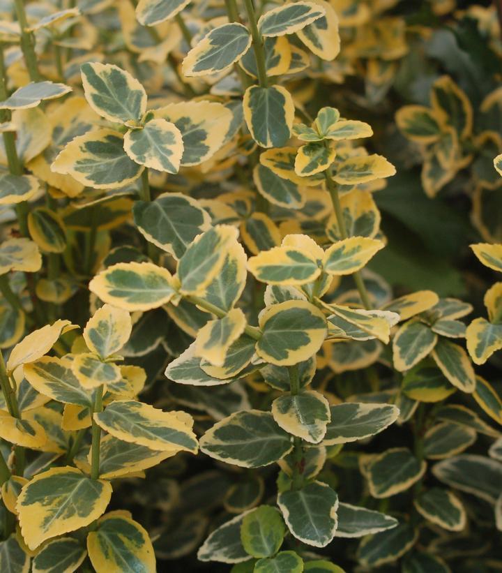 3G Euonymus f. 'Emerald 'n' Gold' Emerald n Gold Euonymus 1002039