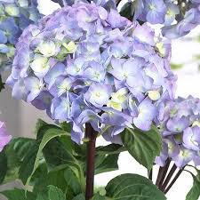 3G HYDRANGEA M ONYX Peacock 1008912 Bigleaf Mophead