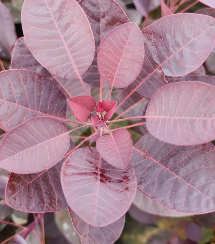 3G Cotinus Coggygria 'Royal Purple' - Smokebush - 1001052