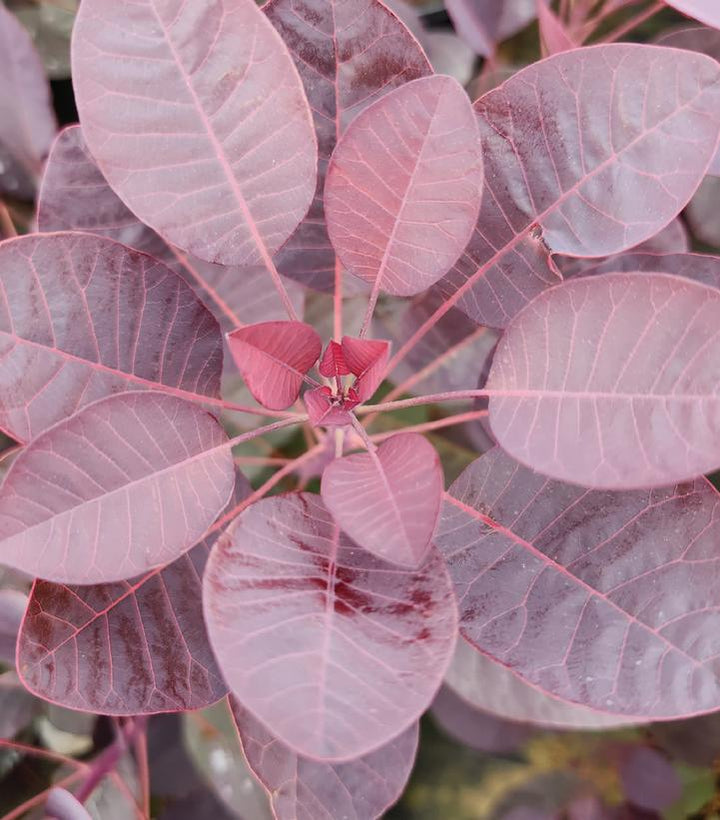 3G Cotinus Coggygria 'Royal Purple' - Smokebush - 1001052