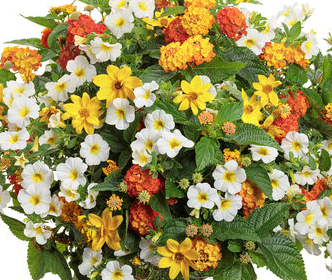 11" HB PW #1198 Ireland Combination Hanging Basket