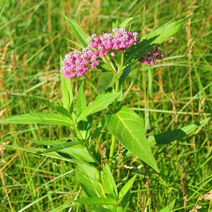 Swamp Milkweed, Rose Milkweed