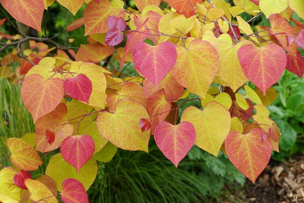 7G Cercis Canadensis - Flame Thrower - Redbud Tree - 22840-1100