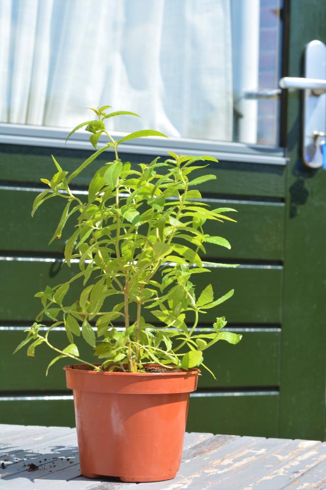 4" Herb - Lemon Verbena