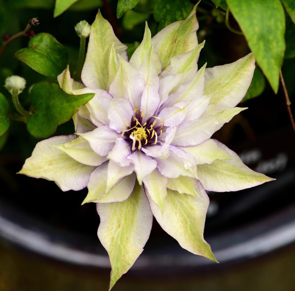 8" Clematis 'Samaritan Jo' - 1007219