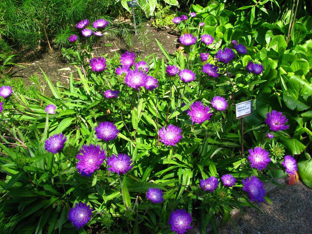 1G Stokesia Laevis 'Honeysong Purple' - Aster - 1008015