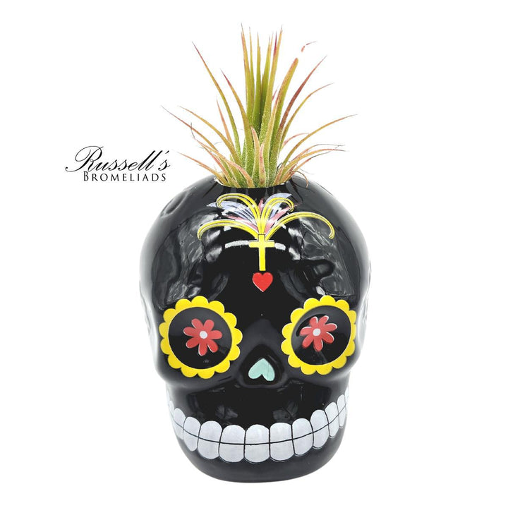 Sugar Skull w/ Air Plant - FP0141