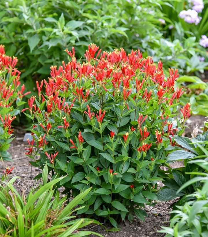 1G PW Spigelia Marilandica 'Orange Slices' - Indian Pink - 1022695