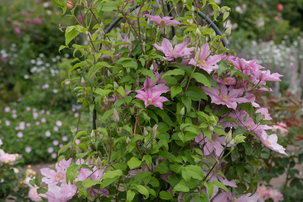8" Clematis 'Sally' - 1004921