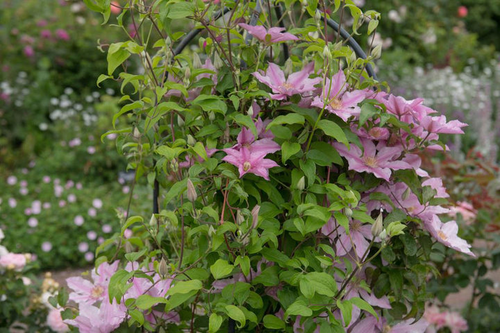 8" Clematis 'Sally' - 1004921