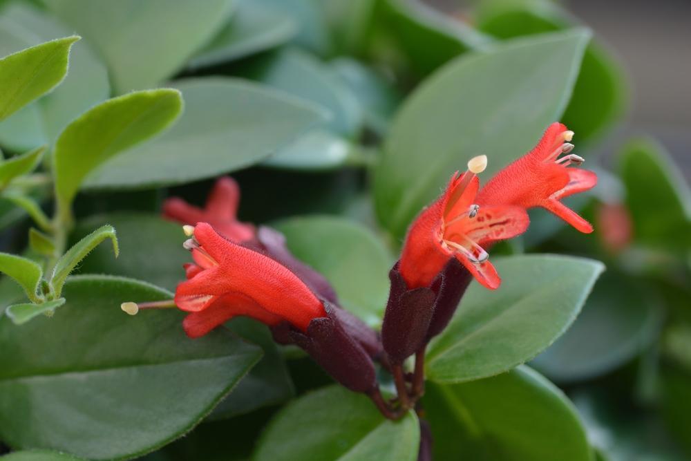 5" Aeschynanthus - Mona Lisa - G2680
