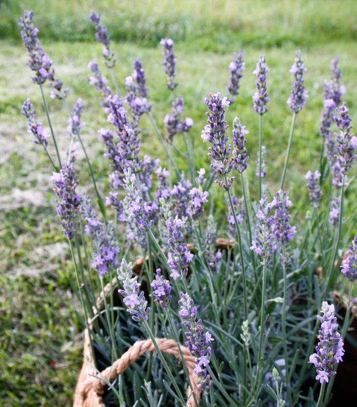 1G Lavandula Intermedia 'Sensational!' - Lavender - 1013137
