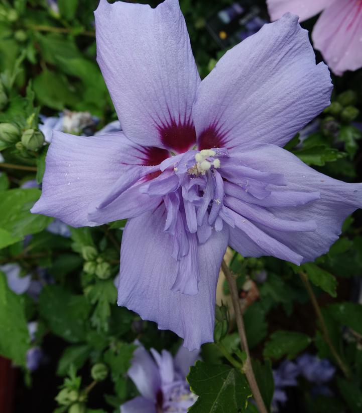 3G Hibiscus syriacus 'Blue Chiffon' ('Notwoodthree') Blue Chiffon® Rose of Sharon: Patent PP20,574 1004038
