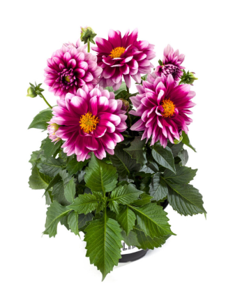 4.5" Dahlia - Labella Medio Fun Pink Blush