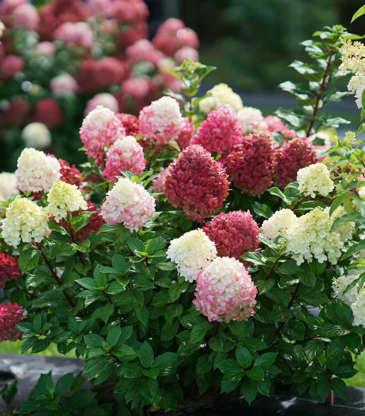 3G Hydrangea pan. 'Little Lime Punch' ('SMNHPH') Little Lime Punch® Panicle Hydrangea: Patent PP33207 1013474