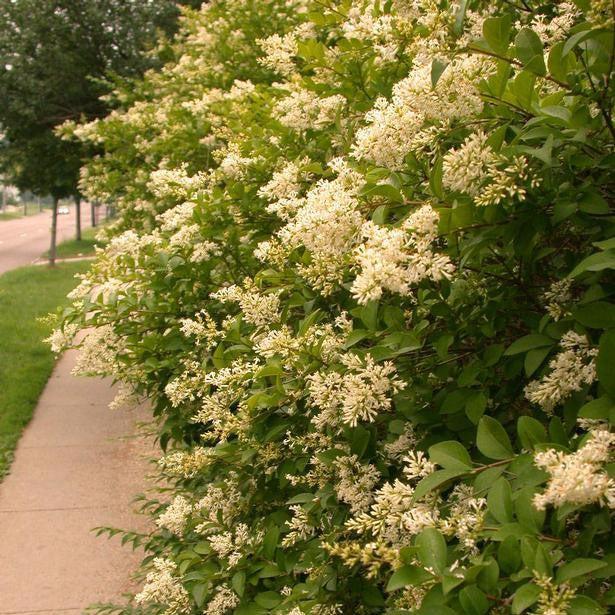 Amur Privet