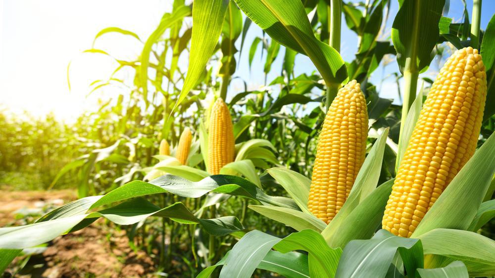 Native Hollis NH Corn