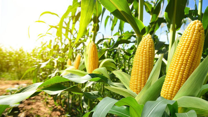 Native Hollis NH Corn