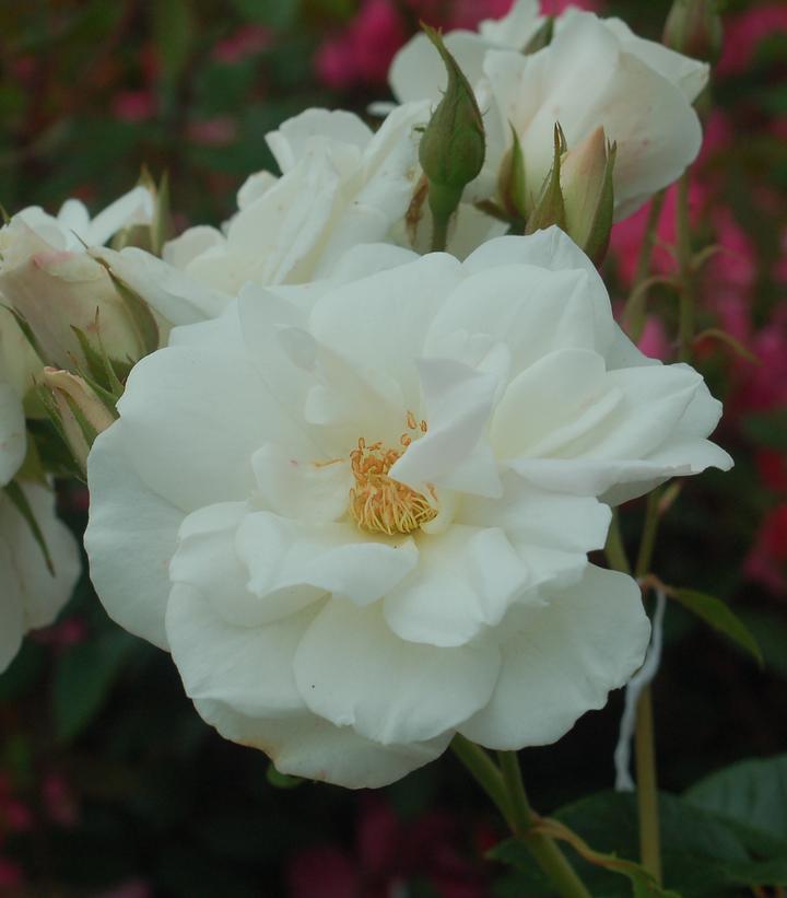 3G Rosa 'Iceberg' Iceberg Floribunda Rose 1002668