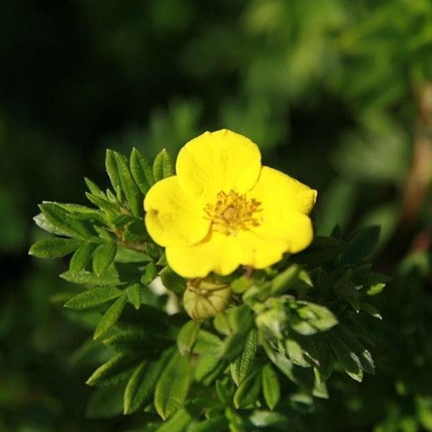 Goldfinger Potentilla
