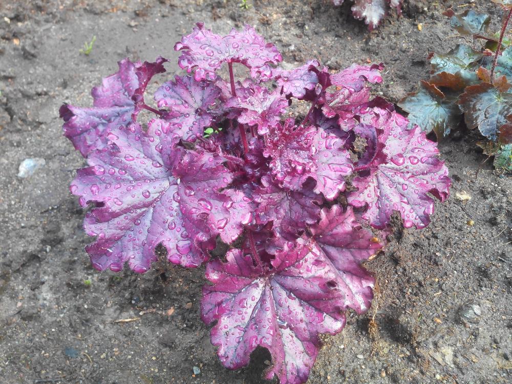 8" PT Heuchera x Forever® Purple ('TNHEUFP') Forever® Purple Coral Bells: Patent PP26,358 1010865