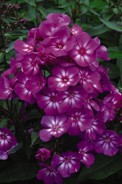 8" Phlox paniculata 'Grape Lollipop' ('Ditomsur') Grape Lollipop™