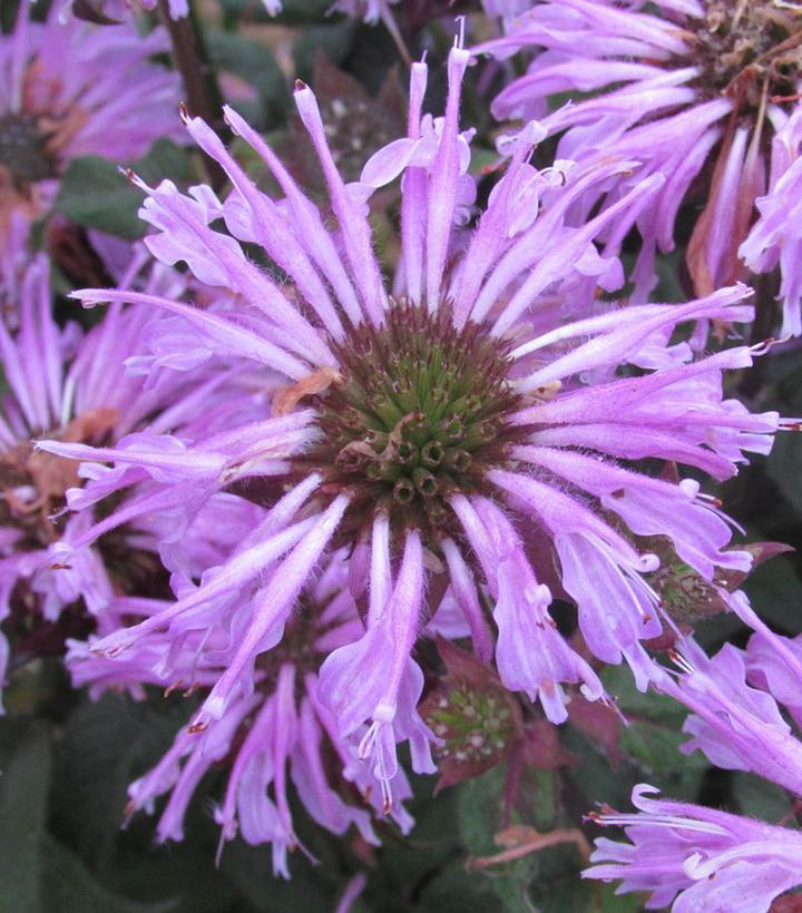 2G Monarda Sugar Buzz 'Blue Moon' - Bee Balm - 1010812