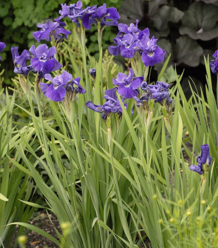 1G Iris sibirica 'Ruffled Velvet' Ruffled Velvet Iris 1004594