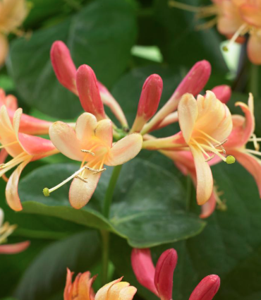 2G Lonicera X 'Coral Star' Honeysuckle - 1020701