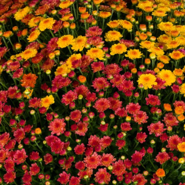 9" Combination Mum # 29 - Gigi Orange / Gigi Coral / Gigi Gold