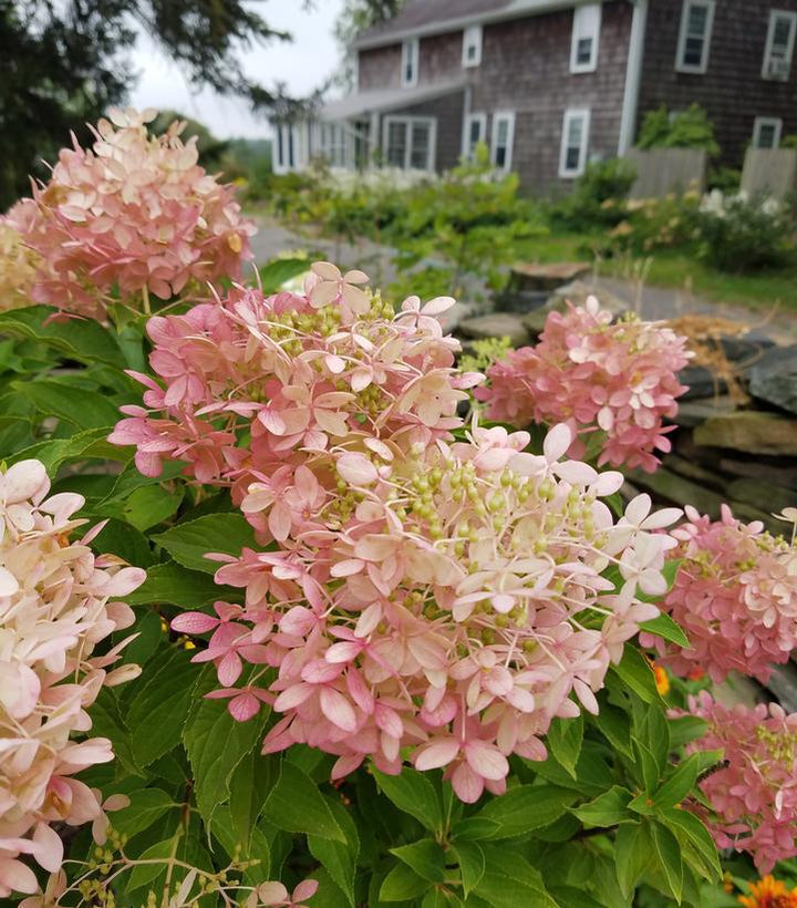 3G Hydrangea x pan. 'Phantom' Phantom Panicle Hydrangea 1002996