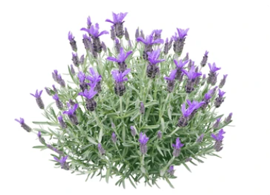 4" Herb - Lavandula - Bandera Pink