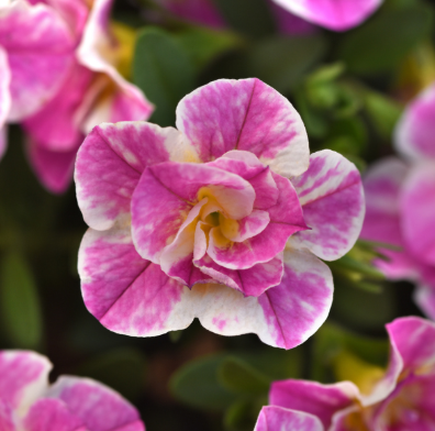 4.5" Calibrachoa (million bells)