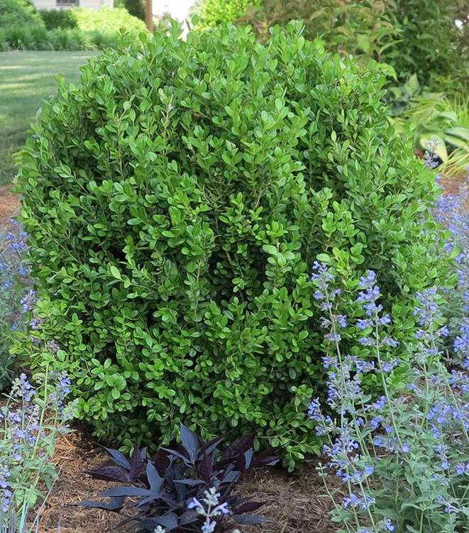 3G Buxus NewGen - Freedom - Boxwood - 1023203